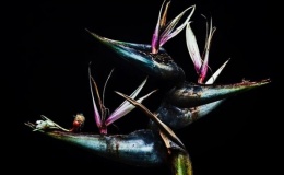 Десять удивительных цветочных композиций от известного флориста Азумы Макото
