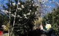 В Киевском ботаническом саду расцвели первые магнолии