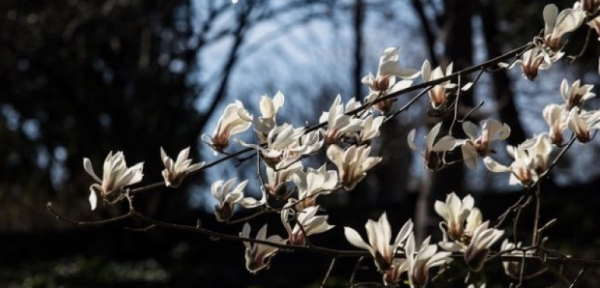 В Киевском ботаническом саду расцвели первые магнолии