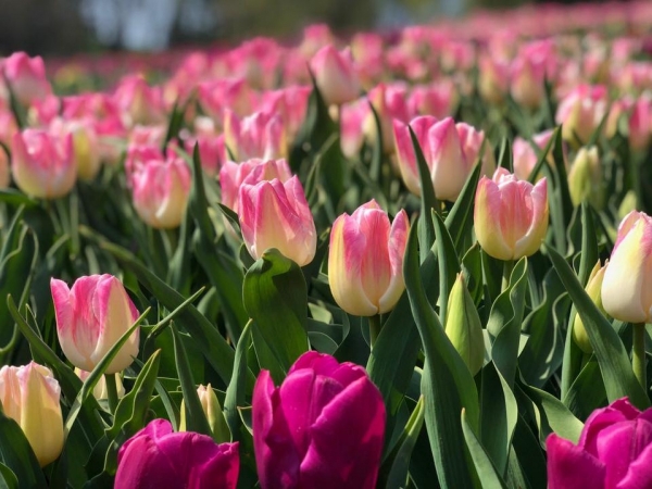 В Киеве открылась выставка тюльпанов-2020: яркие фото нежных весенних цветов