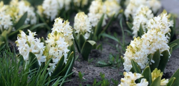 В Киеве открылась выставка тюльпанов-2020: яркие фото нежных весенних цветов