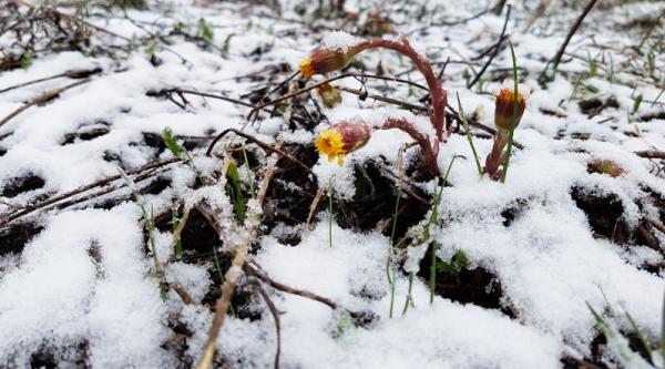 Ударит мороз и пойдет снег: синоптик дала прогноз на Вербное воскресенье и Страстную неделю
