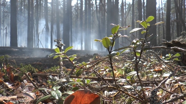 Трава продолжает тлеть. Шестой день в Зоне отчуждения не могут погасить лесной пожар